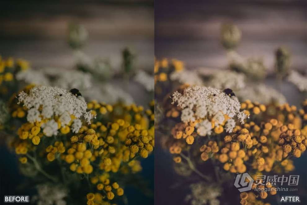 自然风光胶片人像Lightroom预设 Nature Lightroom Presets for mobile and desktop  灵感中国网 www.lingganchina.com