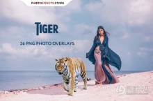 26张高清老虎创意合成PNG图片素材 26 Tiger Photo Overlays