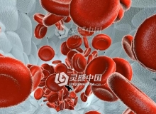 C4D模型 血细胞流动 Blood cells flow