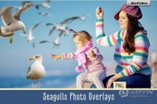 31张飞翔的海鸥海鸟PS设计合成PNG图片素材 Seagulls Overlays