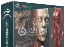 Zbrush女性身体结构肌肉骨骼雕刻剖析视频教程