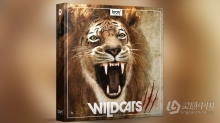 928种音效狮子老虎咆哮声嗅探声动画音效 Wildcats Tigers & Lions