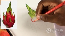 绘画教程 逼真立体火龙果活力插图彩铅传统手绘视频教程