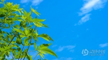 实拍视频素材-实拍唯美夏天风光小清新绿色植物视频素材