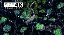 4K鸟鹳图案壁画动态背景VJ视频素材 Stork Ethnic Background 01