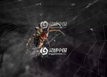 蜘蛛网中文汉化版C4D插件 AEscripts SpiderWeb 1.21,支持Cinema 4d R15-R21