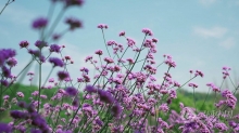 实拍视频素材-盛开的马鞭草紫色花朵夏天风景实拍视频素材