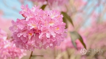 实拍视频素材-实拍唯美春暖花开粉色风铃花球植物视频素材