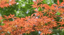 实拍视频素材-实拍夏天阳光下的枫树植物树叶特写视频素材