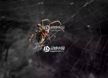 蜘蛛网中文汉化版C4D插件 AEscripts SpiderWeb 1.22,支持Cinema 4d R15-R21