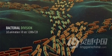 细菌分裂动画生物学医疗医学分子结构病毒研究元素视频素材 Bacterial Division